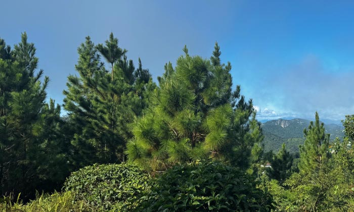 Formación rocosa con forma de gato en Monte El Gato